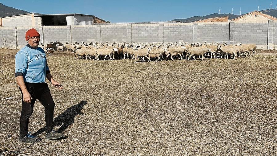 Josep Lluís Molina, just abans de sortir amb les ovelles a pasturar, al corral, situat als afores del Pla de Santa Maria. FOTO: J.G.