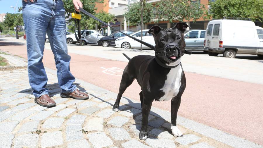 Perro potencialmente peligroso con bozal. FOTO: Alba Mariné