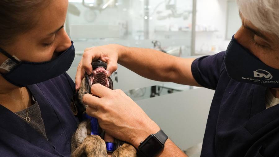 El doctor de Bofarull Veterinaris examina los dientes de un perro. Foto: F. Acidres