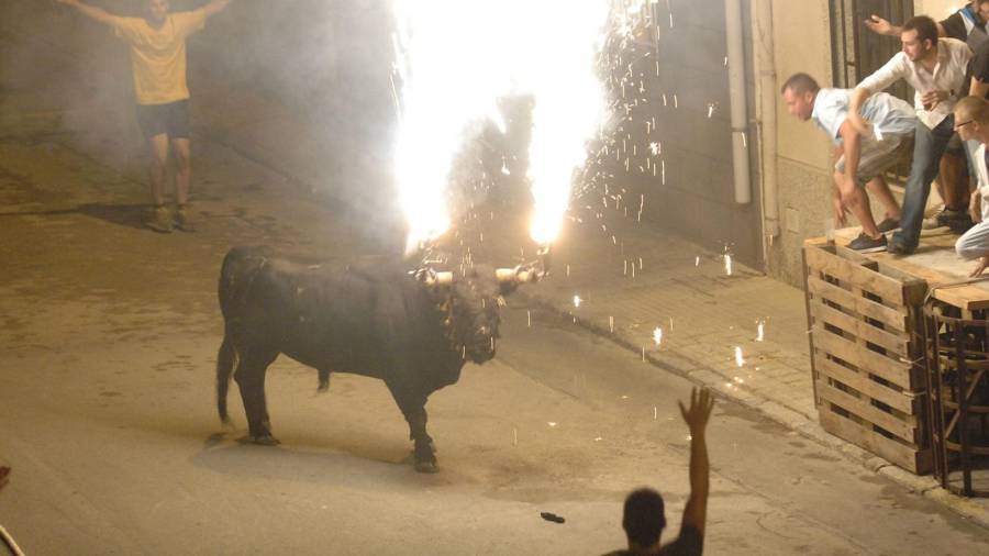 Imagen de archivo de un bou embolat en Terres de l'Ebre. Foto: Joan Revillas