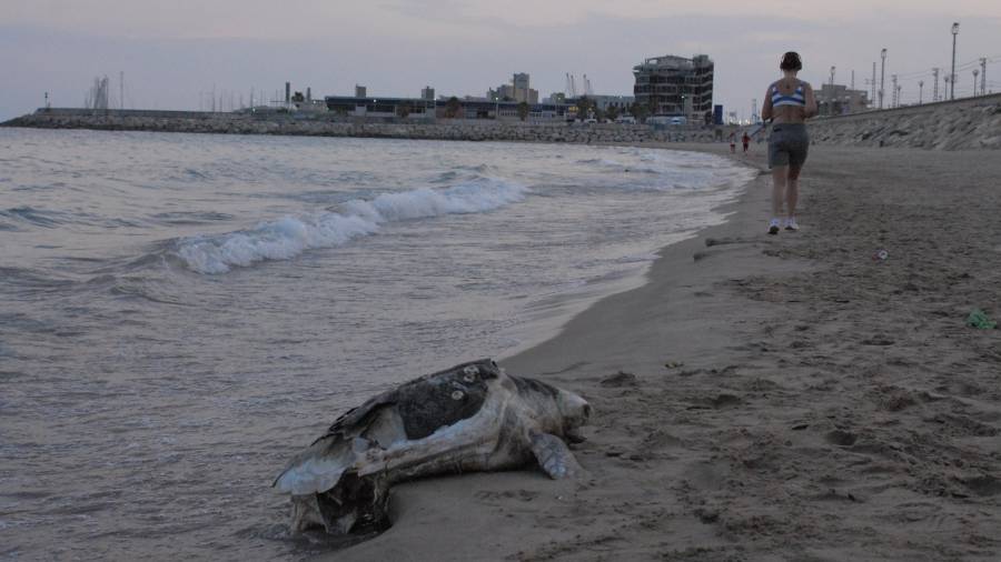 Es común encontrar ejemplares de tortugas por las playas de Tarragona. Foto: Àngel Juanpere/DT