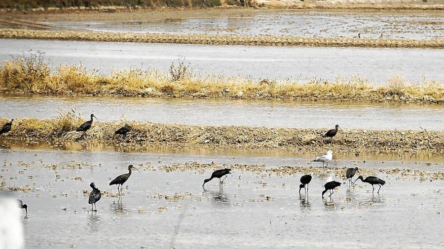 Un grup d’aus busquen aliment entre els arrossars inundats. FOTO: Joan Revillas
