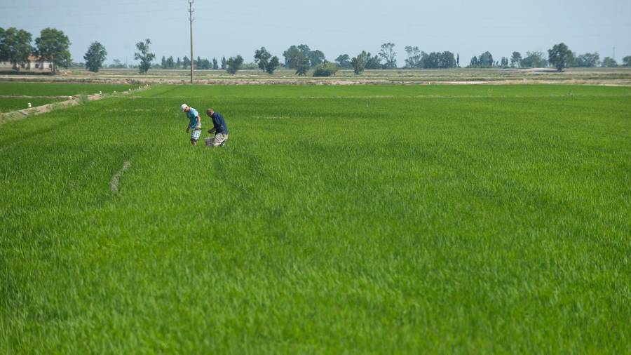 Un camp d'arròs del delta de l'Ebre. Foto: Joan Revillas