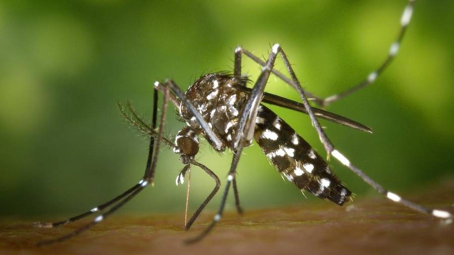 Exemplar de mosquit Aedes aegypti, transmissor del virus Zika. Foto: ACN