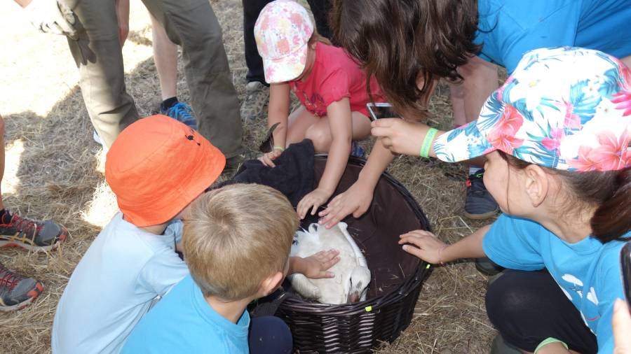 Nens observant de prop un poll de cigonya blanca: Foto. Grup Natura Freixe