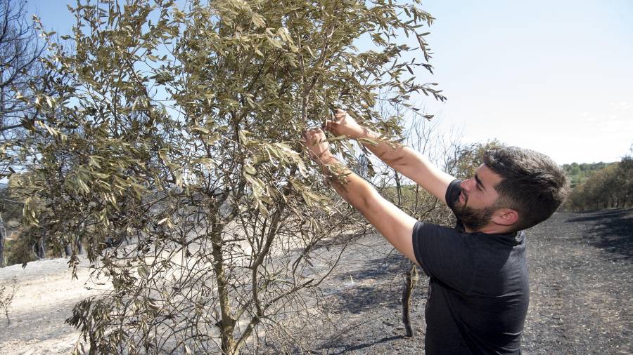 Un dels pagesos afectats de la Palma d’Ebre, Pau Ciuraneta, amb una olivera cremada. Foto: Joan Revillas