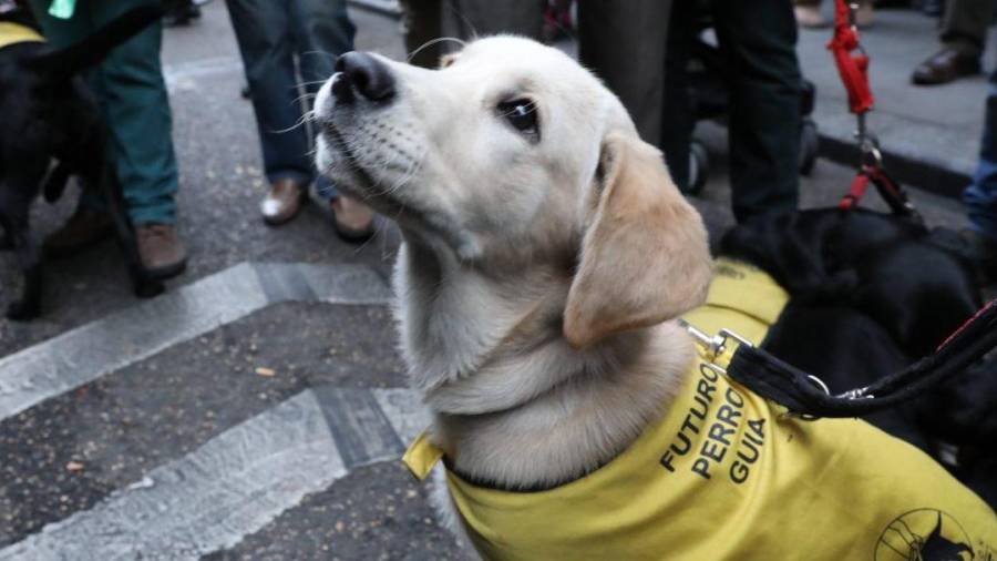 La ONCE pide que los perros guía puedan acceder a todos los espacios públicos