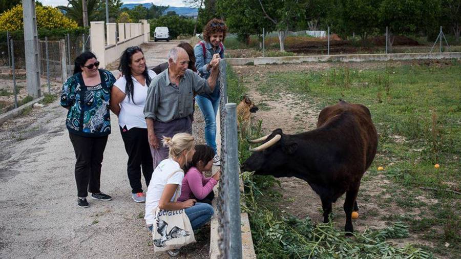 Imatge de la Vaca Margarita quan estava a la seua llar a Tortosa. El Hogar ProVegan