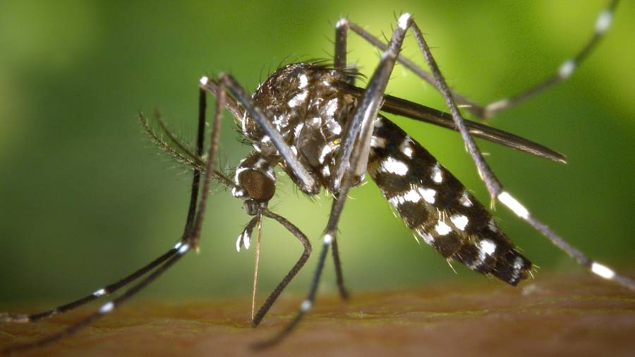 La diferencia principal de este insecto con el mosquito común es que vuela y ataca durante el día y por la noche se refugia en la vegetación.