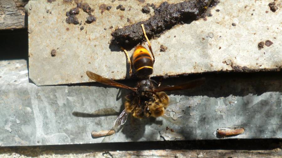 Una vespa asiàtica atacant una abella d’una arna situada a la serra de Cardó. FOTO: Joan Revillas