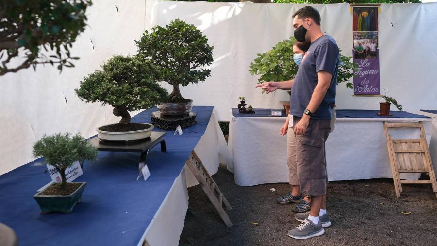 La 27a mostra de bonsais de l’Associació Cultural Bonsai Baix Camp és als jardins de la Casa Rull. Foto: Fabián Acidres
