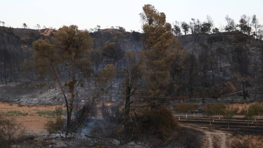 Pla general d'un punt calent de l'incendi de la Ribera d'Ebre, entre els termes municipis de Flix i Bovera. FOTO: ACN