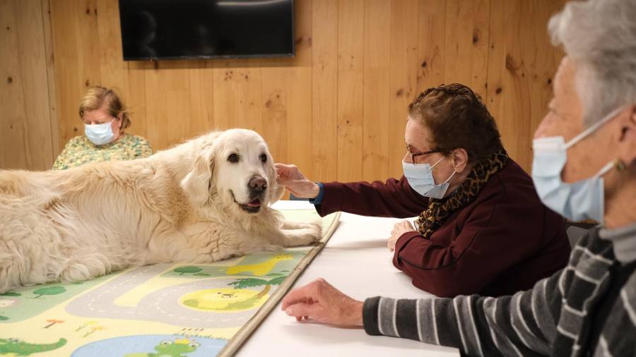 En el Institut Lerín Neurocognitive se usan también perros como terapia. FOTO: Fabián Acidres