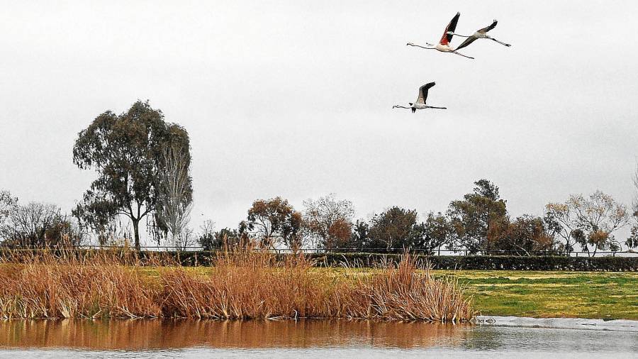 Las lagunas artificales del parque se han convertido en zona de nidificación para varias especies y son parada en el camino que siguen las aves migratorias, como los flamencos. foto: Alfredo González