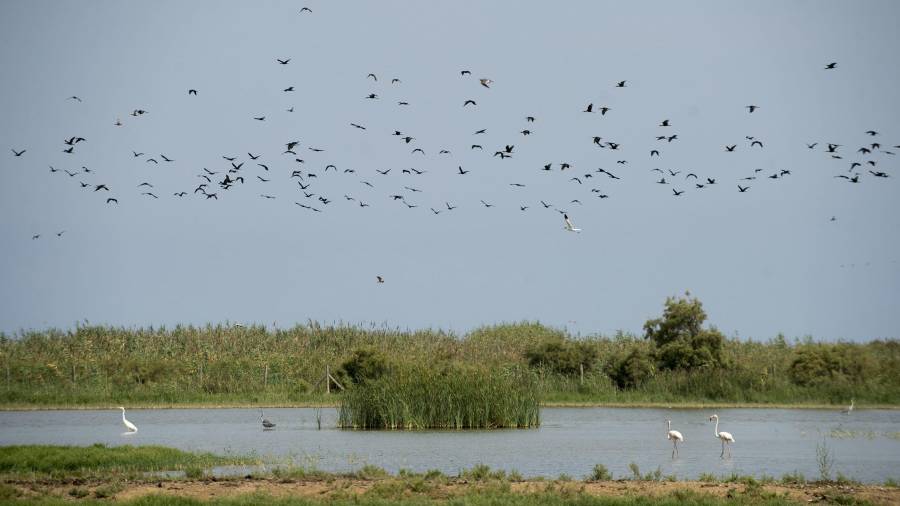 L’illa és un dels aiguamolls més importants d’Espanya, on destaquen les espècies d’aus. FOTO: Joan Revillas