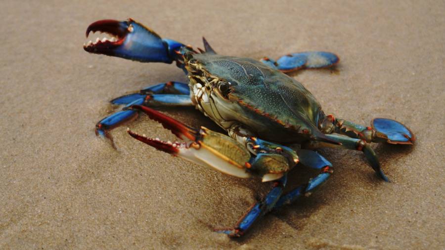 Ejemplar de cangrejo azul, una de las especies invasoras del Delta. FOTO: DT