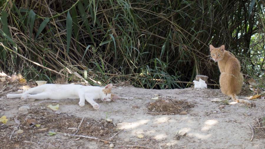 Dos dels gats que controla Progat en una de les colònies de la ciutat. FOTO: JOAN Revillas
