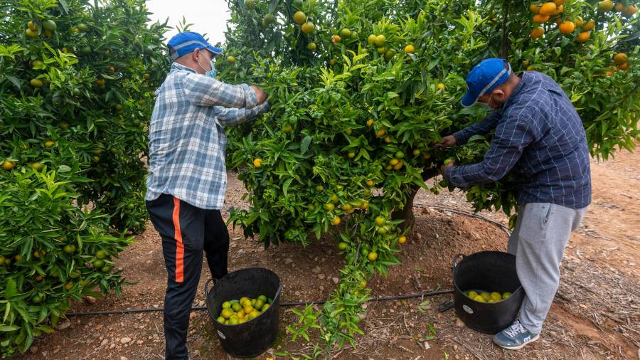Dos treballadors collint mandarines l’octubre passat a Alcanar. FOTO: Joan Revillas