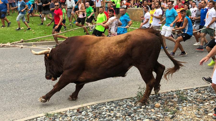 Imatge d’arxiu d’un bou capllaçat a Amposta. FOTO: JOAN REVILLAS