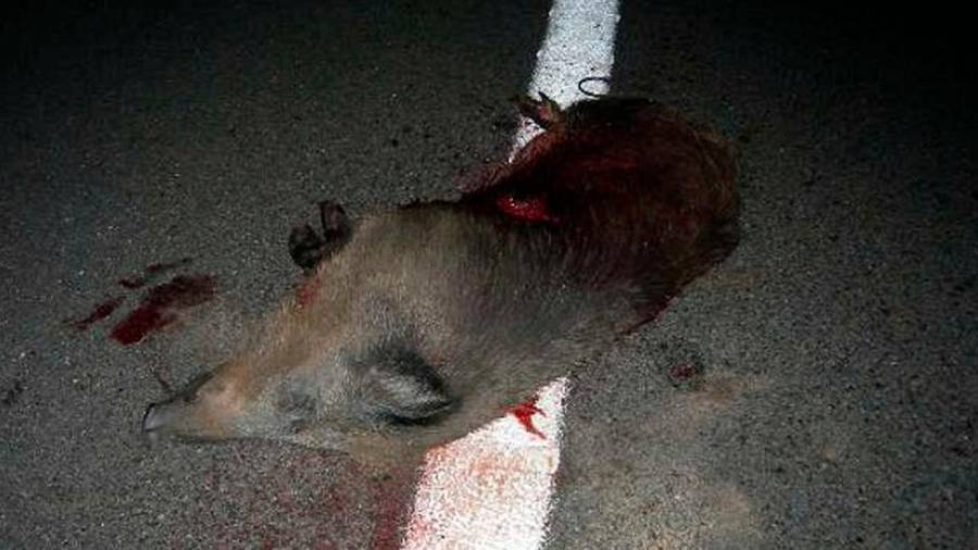 La irrupció de porcs senglars a la calçada continua provocant accidents.