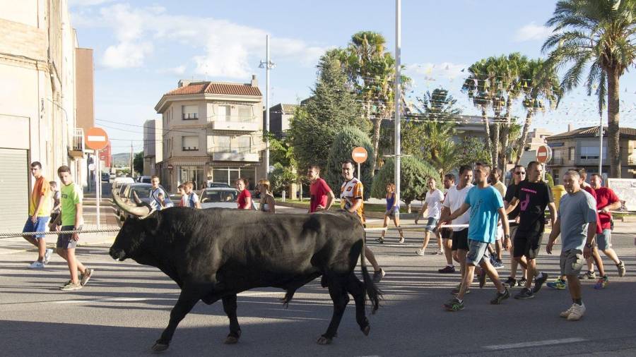 Imatge d’arxiu d’un bou capllaçat pels carrers de l’Aldea. Foto: Joan Revillas/DT