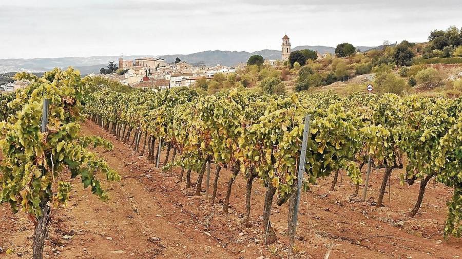 Imagen de archivo de un viñedo en la comarca del Priorat. FOTO: Alfredo González