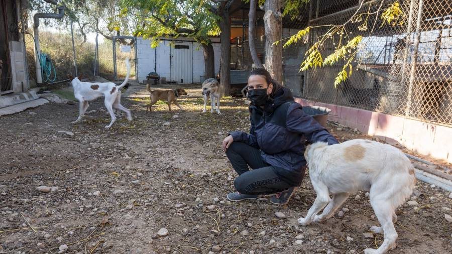 Anaïs Pérez envoltada de gossos a les instal·lacions de Móra la Nova. FOTO: JOAN REVILLAS