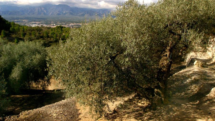 Zona de olivos en Terres de l'Ebre. Foto: DT
