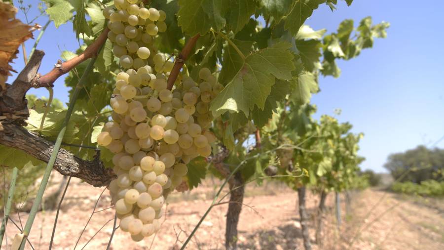 Imatge d’unes vinyes en un bancal de Corbera d’Ebre, a la Terra Alta. Foto: Joan Revillas