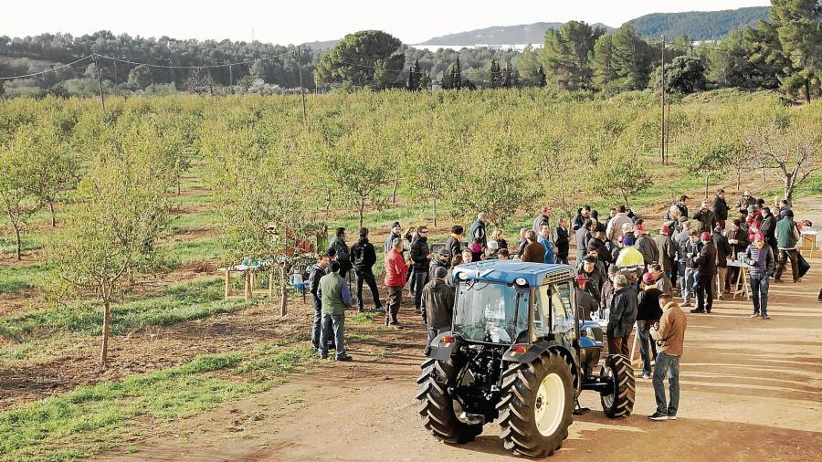 Crisolar tiene campos de plantación en Picamoixons (Valls), donde se hacen, entre otras actividades, jornadas de poda. Foto: Cedida