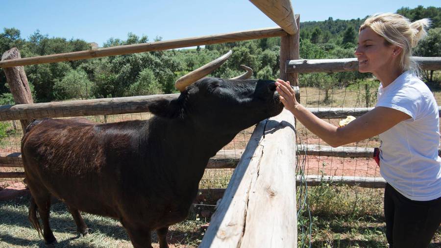 La vaca Margarita sent cuidada al santuari de Marçà. Foto: Joan Revillas