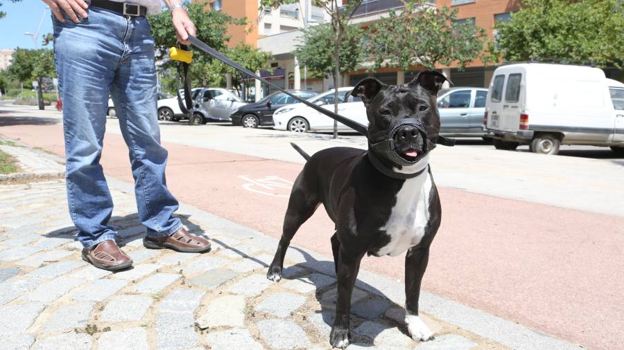 L'objectiu de la campanya és tenir els carrers més nets i conscienciar als propietaris de gossos. FOTO: DT