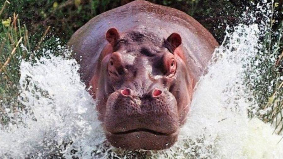 Imagen de archivo de un hipopótamo. Cedida