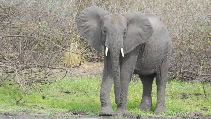 Tanto los elefantes africanos (en la foto) como los asiáticos están en peligro de extinción. FOTO: ÀNGEL JUANPERE