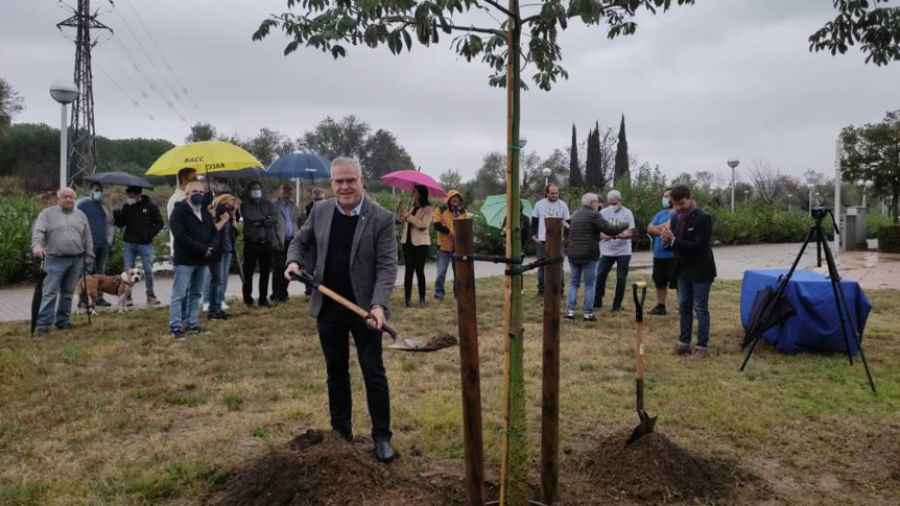 El alcalde de Salou, Pere Granados, plantando el árbol. AYUNTAMIENTO DE SALOU