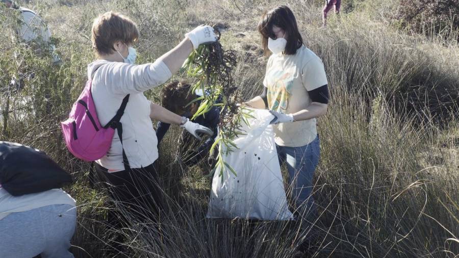 Voluntaris netejant la zona del Garxal de plantes invasores. FOTO: JOAN REVILLAS