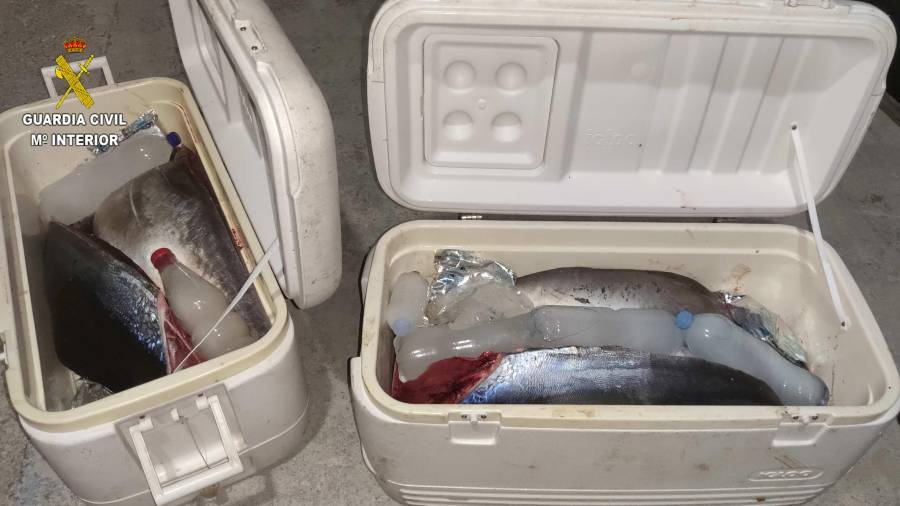 Imatge de les neveres amb les tonyines vermelles confiscades per la Guàrdia Civil a un pescador a l'Hospitalet de l'Infant. Foto: Cedida