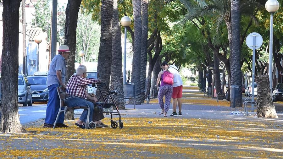 Imagen de la calle Mas de l'Abelló del barrio Sant Josep Obrer con el suelo lleno de flores amarillas. Foto: Alfredo González