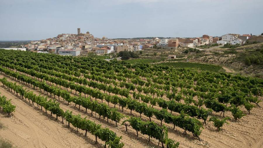 Las viñas dan la bienvenida al pueblo de Batea. Foto: Joan Revillas