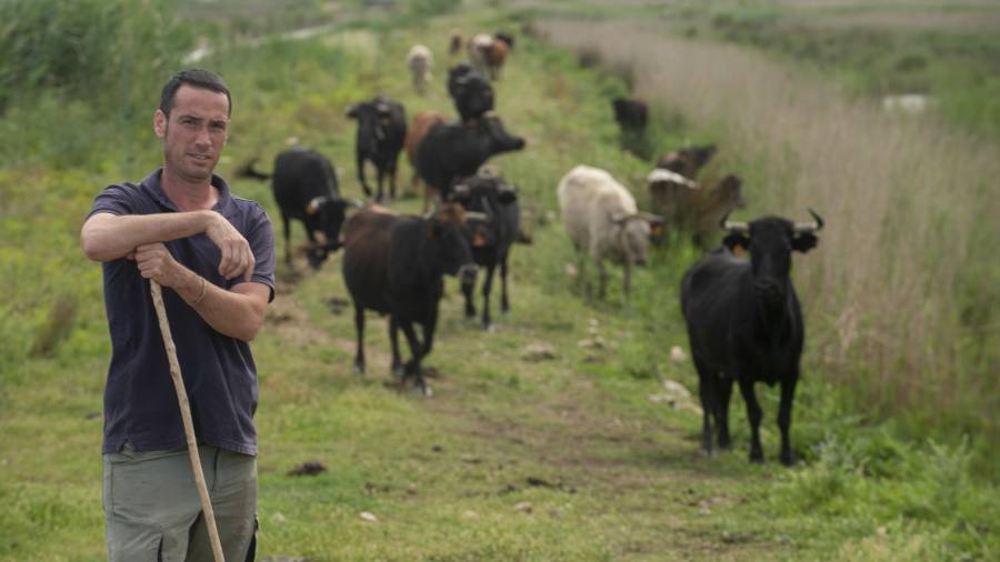 Paco Palmer, responsable de la ganadería Margalef. FOTO: JOAN REVILLAS