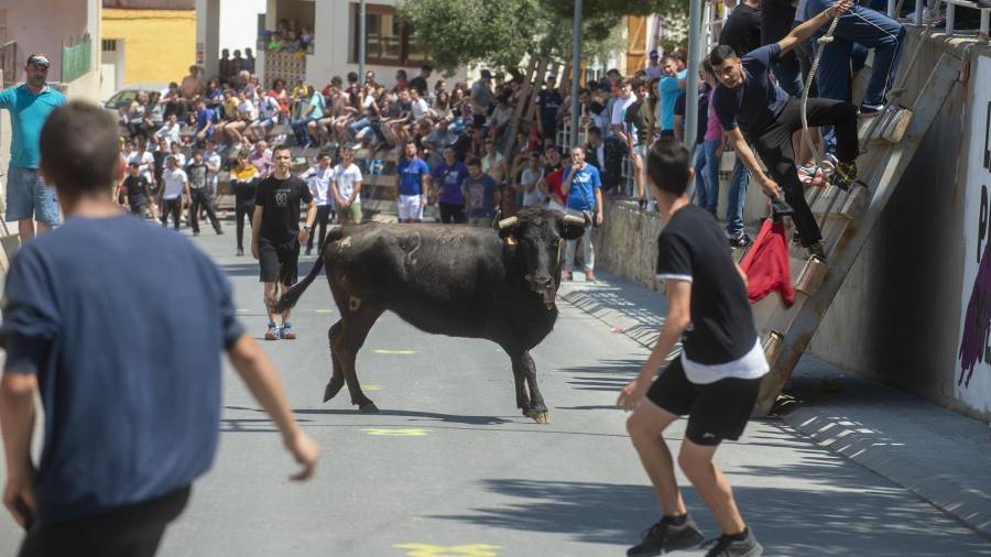 Imatge d’arxiu de bous pels carrers d’Alcanar. FOTO: JOAN REVILLAS