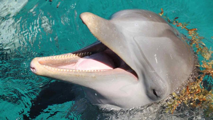 Imagen de archivo de un delfín similar a Zafar. Cedida
