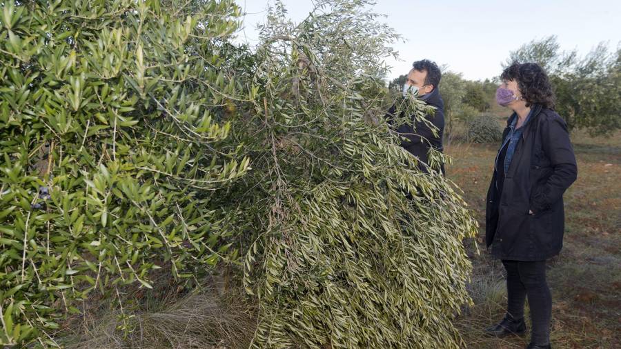 Reclamen que els ajuts pels danys a les oliveres prioritzin professionals i joves