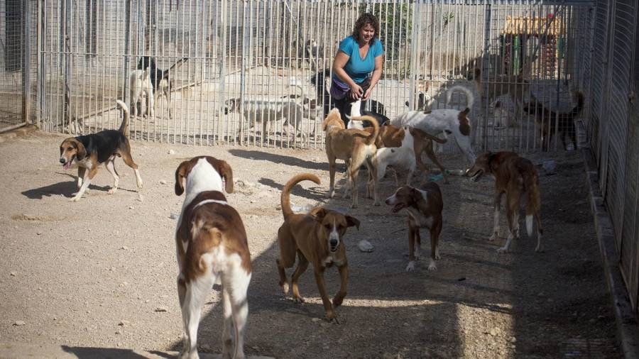 Imatge d'un grup de gossos a les instal·lacions de Tortosa. Foto: Joan Revillas