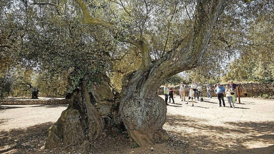 Imagen de un olivo milenario en la zona de Ulldecona. FOTO: Joan Revillas