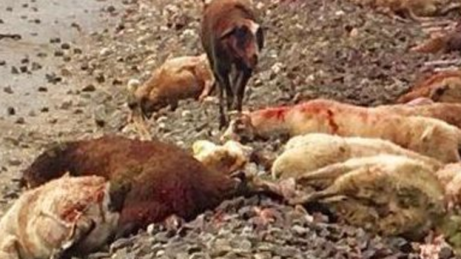 Imagen de ovejas masacradas parecidas a las que se encontraron en la explotación ganadera de Cambrils.