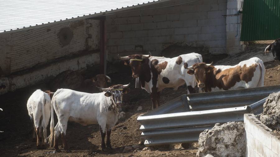 Imatge de bous de ramaderia a Alfara de Carles.FOTO: JOAN REVILLAS