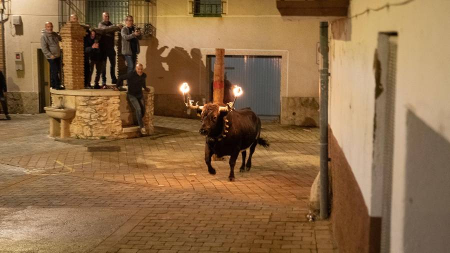 Els bous tornen a les places i carrers de les Terres de l'Ebre