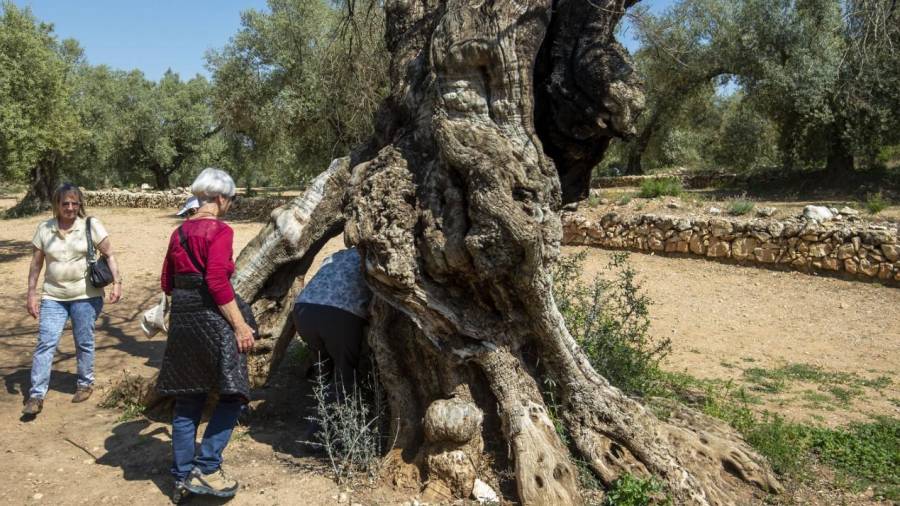 La reserva pretén protegir les oliveres i els elements de l’entorn, com els marges de pedra. FOTO: JOAN REVILLAS