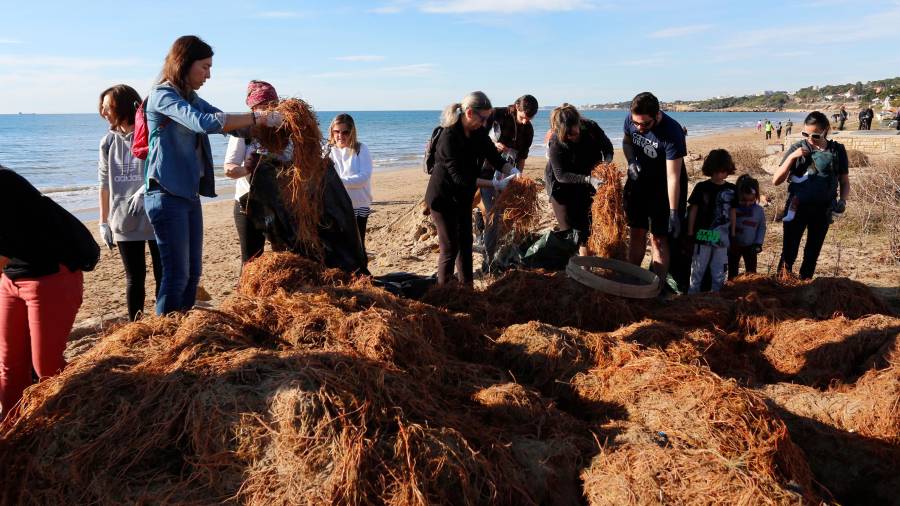 Voluntarios trabajando para limpiar de residuos la planta marina Cymodeocea. FOTO: PERE FERRÉ